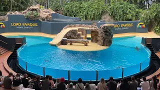 #loroparque LoRo Park 😍🌴🕊️🦩🐓🐊🦈🐋🦇🐢🙈🦑🐠🐟🐬🐳🦍🦧🦜один из самых посещаемых зоопарков!🇮🇨