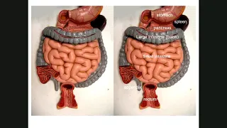 SEXTON BIOL 2402 LAB DIGESTION 1