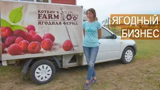 Ягодный бизнес. Свежая малина. Ферма Kotkov s Farm