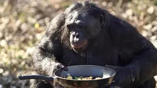 Ape Makes A Fire: Kanzi The Bonobo Makes A Campfire