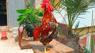 rooster crowing compilation plus