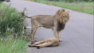 Kruger National Park Wildlife Sightings Today - Mating Pair Of Lions On The Road