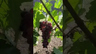 Сорт винограда Клубничный@Krasokhina