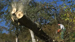 Kako smo oborili najveći orah u selu