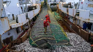 Big Net fishing, Trawler fishing in the Sea - Factory Processing on a frozen fishing boat
