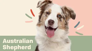 10 Fun Facts About the Australian Shepherd  | Dog Trivia | DAILY PAWS