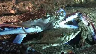 Crazy Crabs get Amorous!