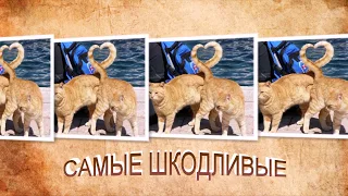 ШКОДНИКИ!!!! ПРИКОЛЫ С КОТАМИ!!!!!