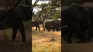 Elephants in Tarangire National Park, Tanzania #tanzania #elephant #elephants #elephantvideos