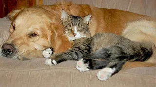 Cats Who Can't Deny Their Love For Dogs - CATS AND DOGS Friendship