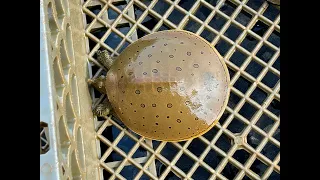 I Sifted Up A Turtle While Looking For Arrowheads On The Ohio River