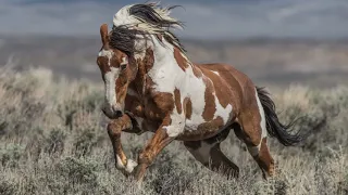 MOST BEAUTIFUL HORSES IN THE WORLD / Лучшие лошади мира: самые красивые лошади в мире