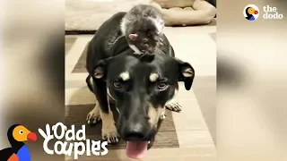 Dog and Rat Brothers Love Wrestling With Each Other | The Dodo Odd Couples