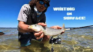 WHITING ON SURFACE Tutorial on catching yellowfin whiting on poppers and stickbaits - Tutorial 1