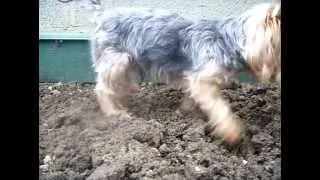 yorkie terrier vs huge  rat