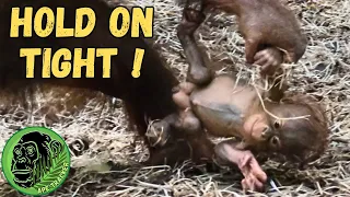 This Baby Orangutan Is Being Raised By Unusual Methods | Will It Work?