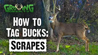 What are Scrapes and How to Use them to Find Bucks (784)