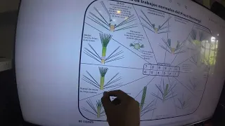 PINO NEGRO JAPONES. Calendario anual de trabajos en bonsai, METSUMI, MEKIRI, MEKAKI, HAGARI.