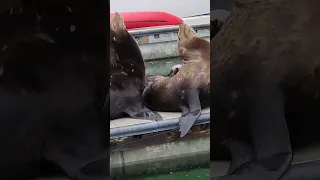 Seal _ Ventura Harbor