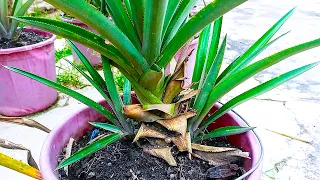 Stop buying pineapples completely: Do this after first pineapple harvest to get more fruits