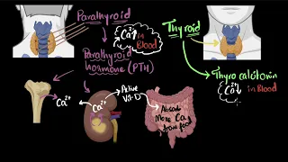 Parathyroid hormone & calcitonin | Chemical co-ordination | Biology | Khan Academy