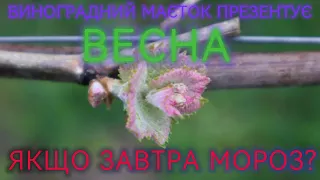 Весна.  Якщо завтра мороз