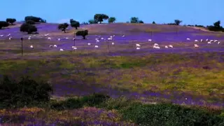 SE FORES AO ALENTEJO