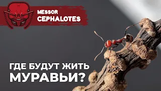 НОВЫЙ ФОРМИКАРИЙ ДЛЯ АФРИКАНСКИХ ГИГАНТОВ | Giant African harvester ant | Messor cephalotes