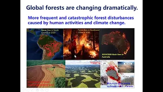 Tree planting and water cycling: always a win-win situation? - Forest Restoration Talk