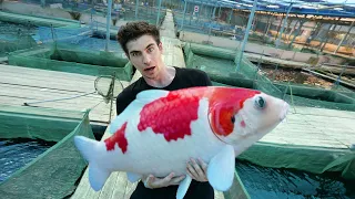 LARGEST KOI FISH FARM in SINGAPORE!! - (Private Tour)