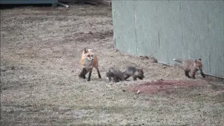 Mother fox bringing food for her litter