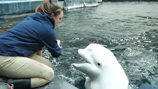 "Kelsey and Her Beluga Bestie" by Aquarium Love Stories