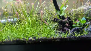 Classroom 20 Gallon Long Tank