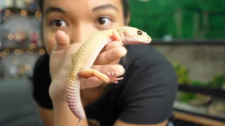 the BEST and WORST things about owning a Leopard Gecko (pros and cons)
