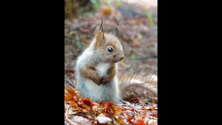 [4K] 子リス　Baby squirrel shorts