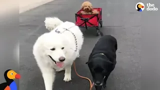 Happiest Dog Who Has Trouble Walking Gets Help From His Dog Siblings | The Dodo