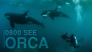 0800 SEE ORCA - Trailer | Robert Marc Lehmann