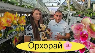СКАЗОЧНЫЕ цветущие ОРХИДЕИ из ЕВРОПЫ в теплице ОРХОРАЙ