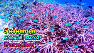 Visiting Coral Heaven at Simon's Nature Preserve, Solomon Islands