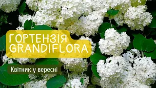 Гортензія Grandiflora. Квітник у вересні