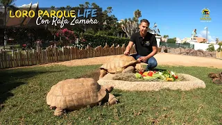 Huge spur-thighed tortoises - S02E09 Loro Parque Life