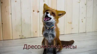 Дрессировка  лисы.  Азы дрессировки лисят.🦊