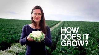 CAULIFLOWER | How Does it Grow?