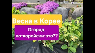 Огород по-корейски-это? Новый сезон открыт: посев моркови, гороха, свеклы.В Корее цветет сакура!