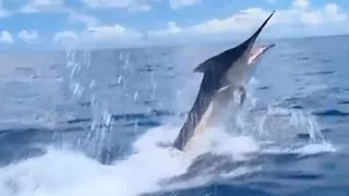 Grander 1000lb Plus Black Marlin Great Barrier Reef Australia IFISH