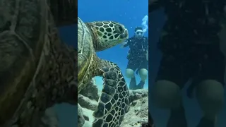 First Time Scuba Diving with Turtles in Hawaii: Swimming with Turtles 40 Feet Underwater 2022 Oahu