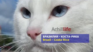 Achill Life: Brazil - Costa Rica. Бразилия - Коста-Рика (Achilles has predicted Brazil to win)