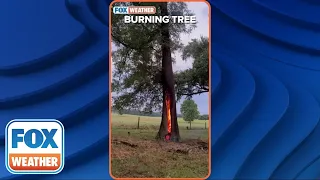 Lightning Strike Sets Inside of Tree on Fire in Florida