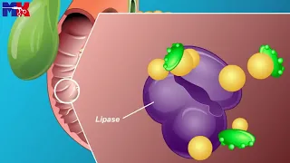 13 the role and anatomy of the pancreas