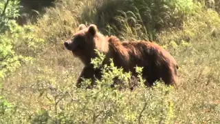 Brown Bear hunting on Kamchatka peninsula FILM 1